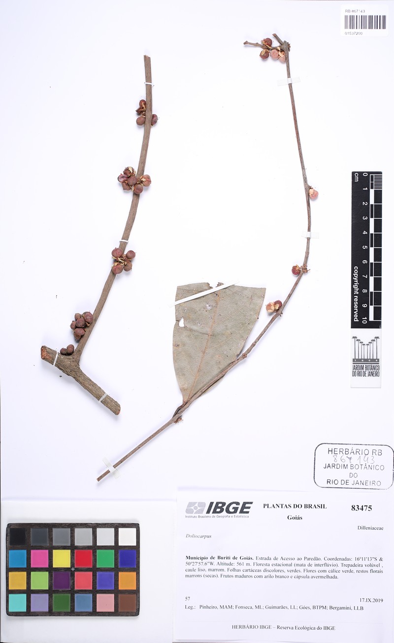 Doliocarpus hilarianus photo 5