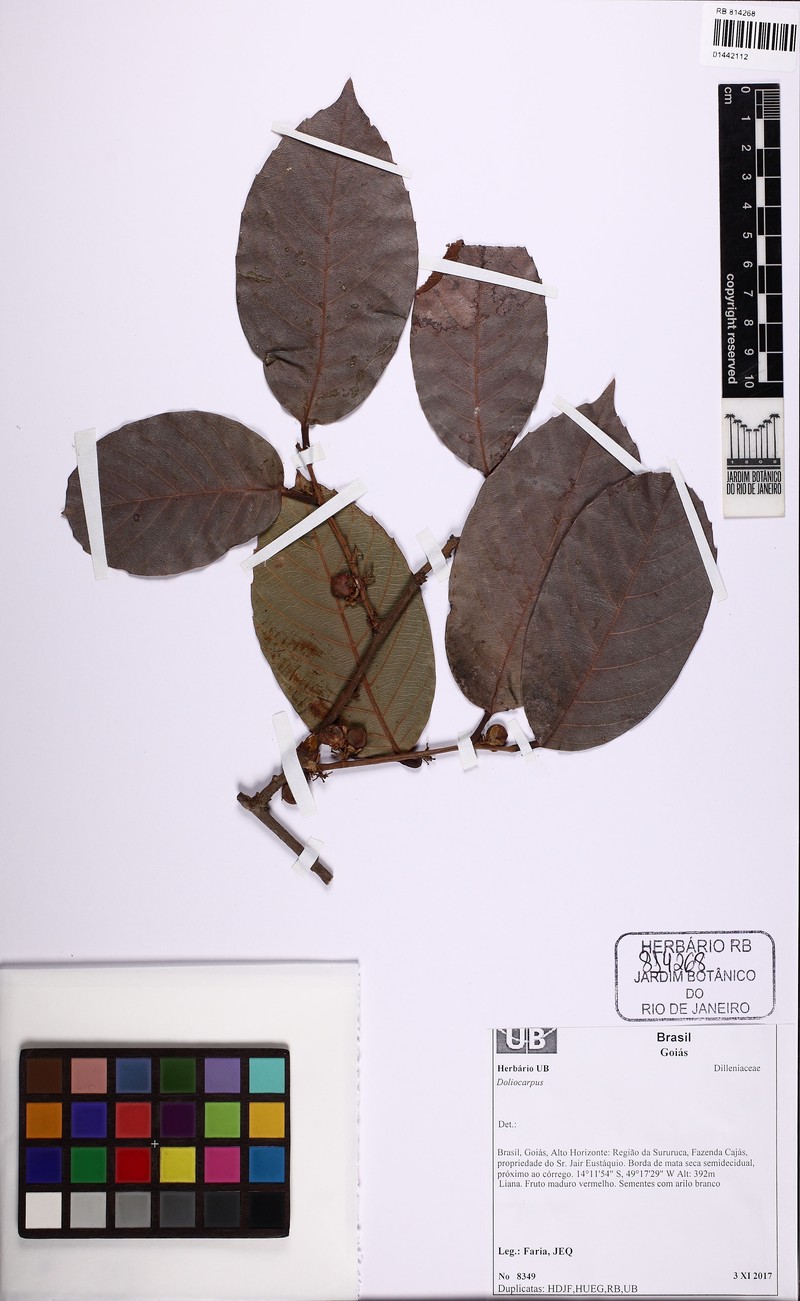 Doliocarpus hilarianus photo 6