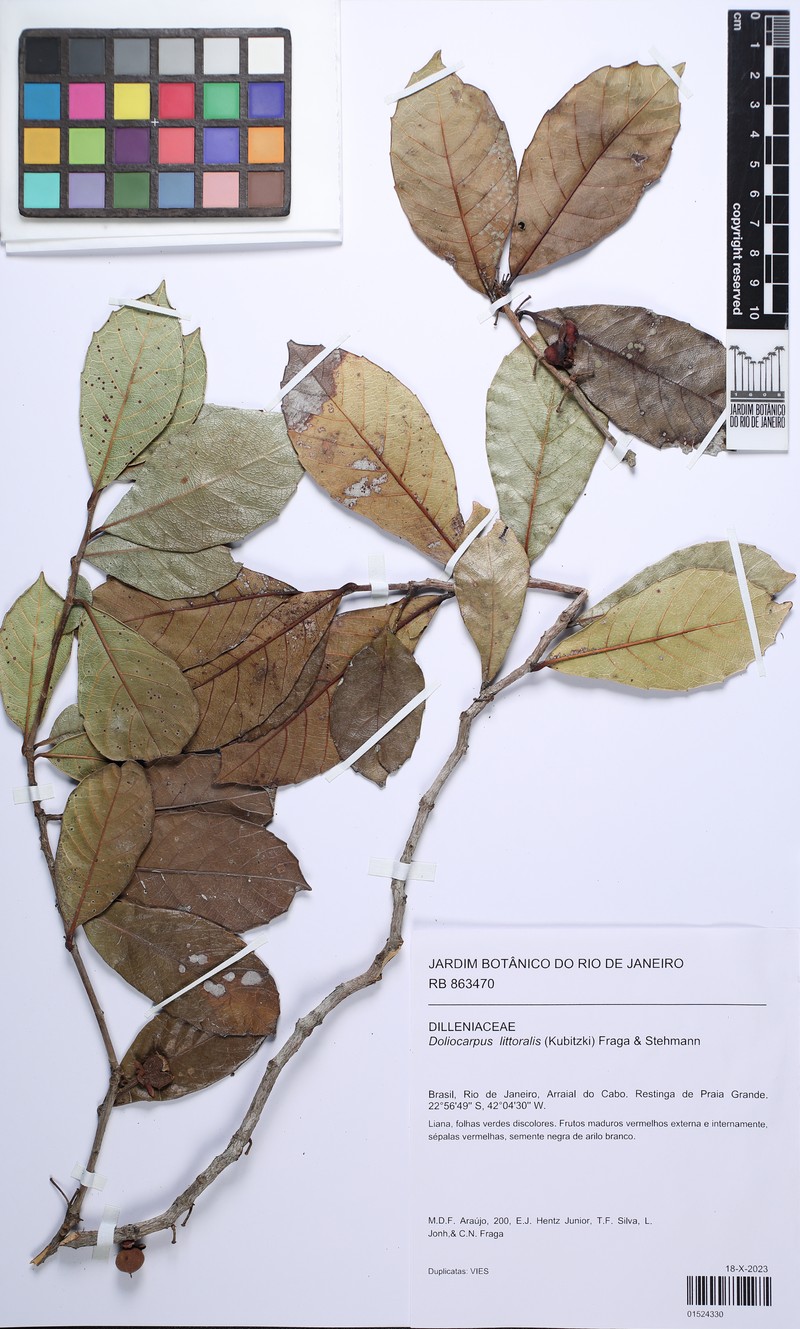 Doliocarpus littoralis