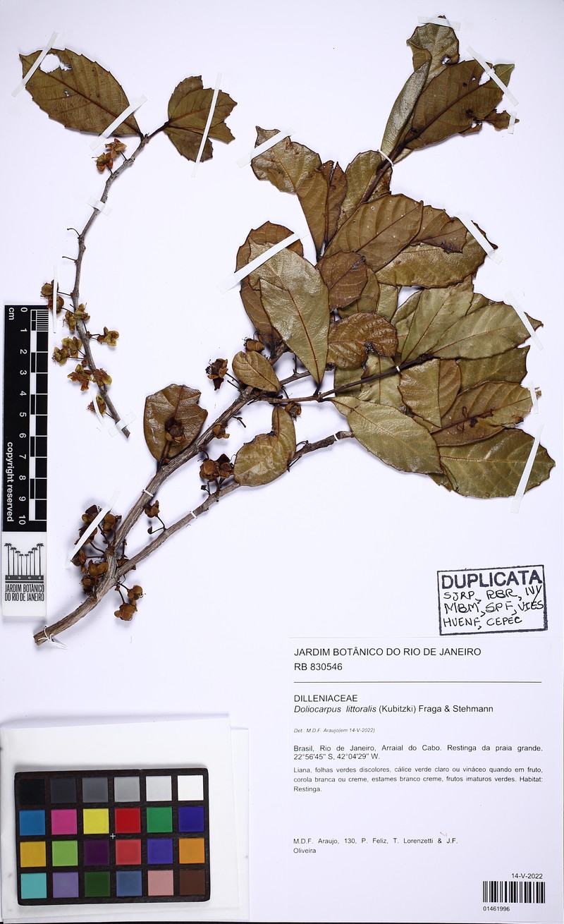 Doliocarpus littoralis photo 2