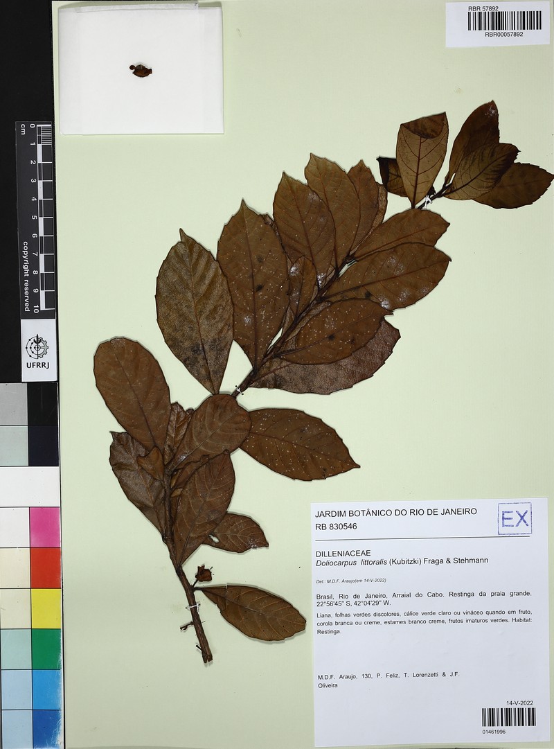 Doliocarpus littoralis photo 3