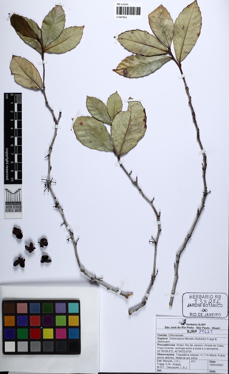Doliocarpus littoralis photo 4