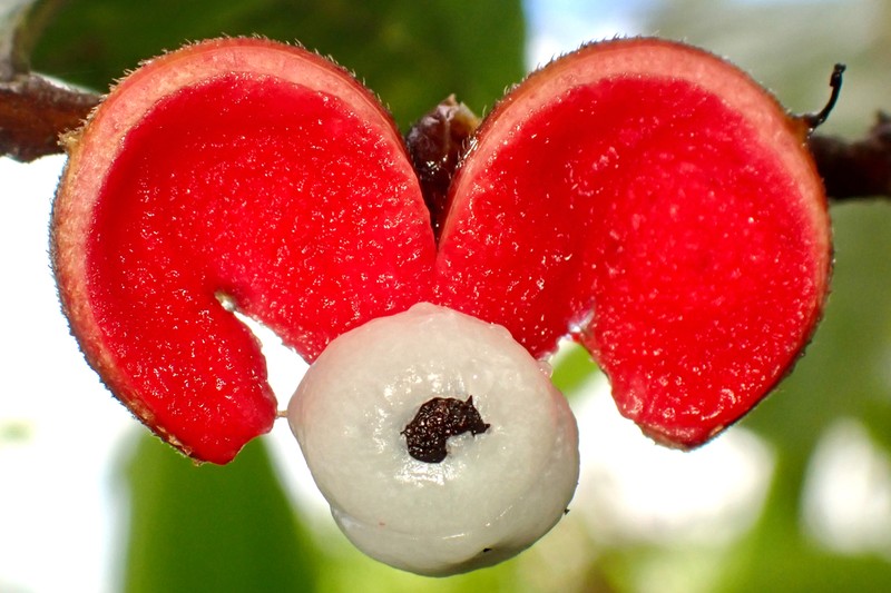 Caskfruit
