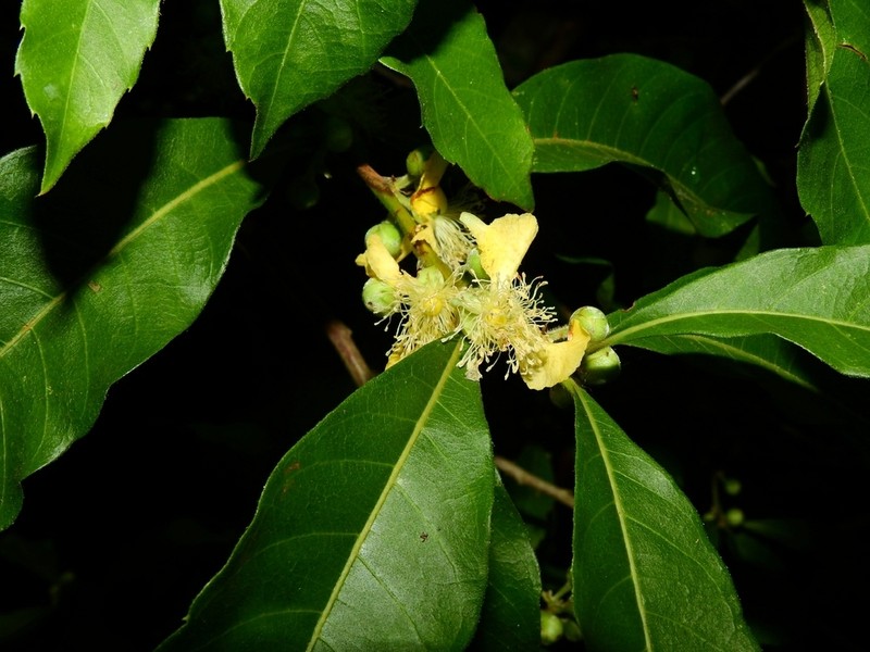 Caskfruit photo 2