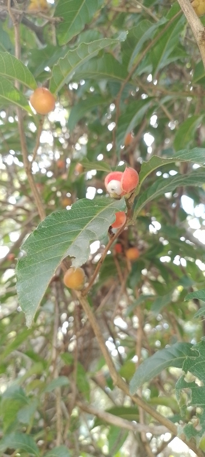 Caskfruit photo 3
