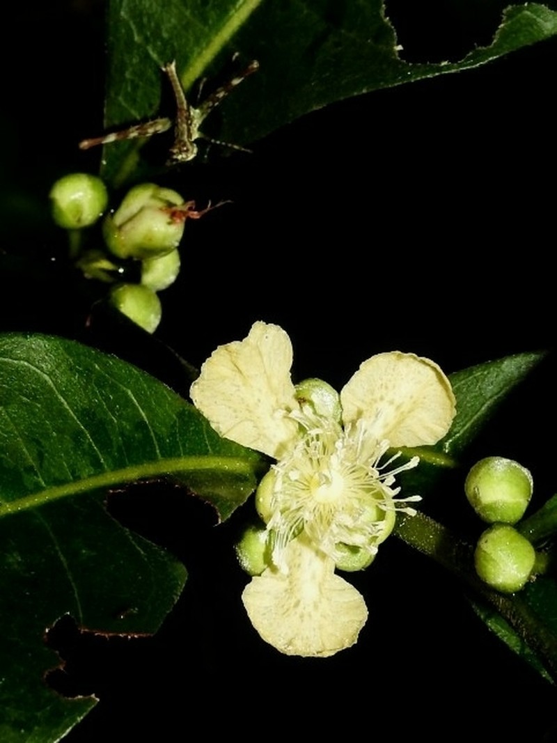 Caskfruit photo 5