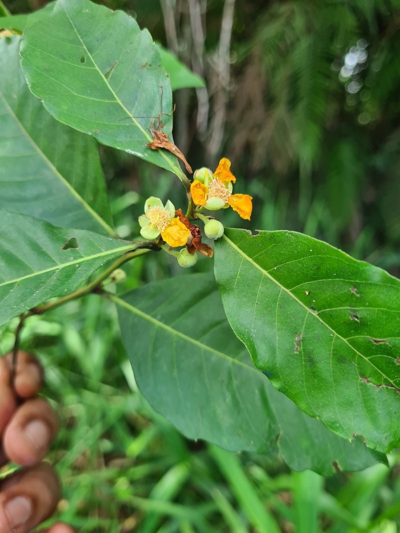 Caskfruit photo 6