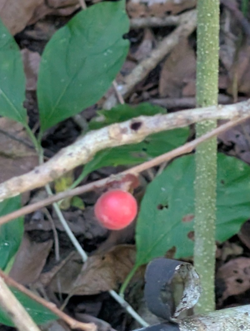 Caskfruit photo 7