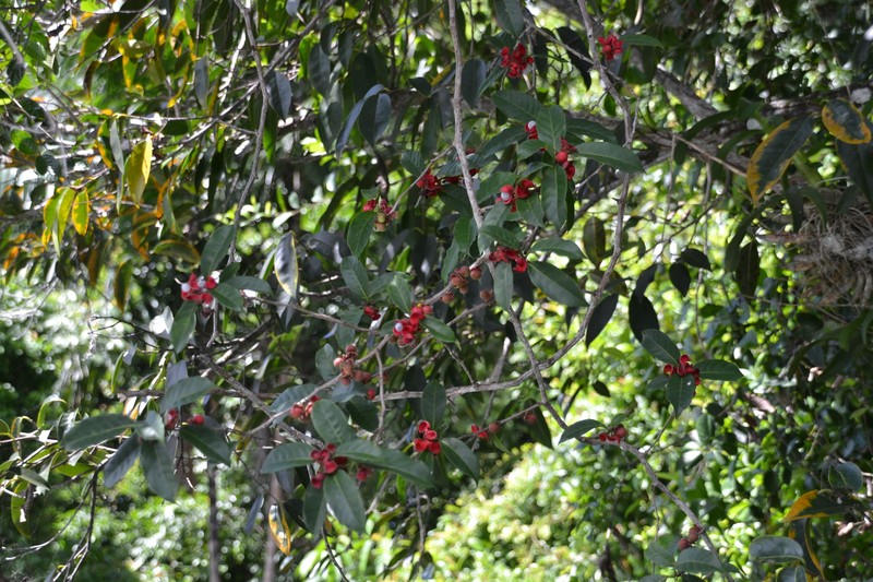 Green Caskfruit photo 2