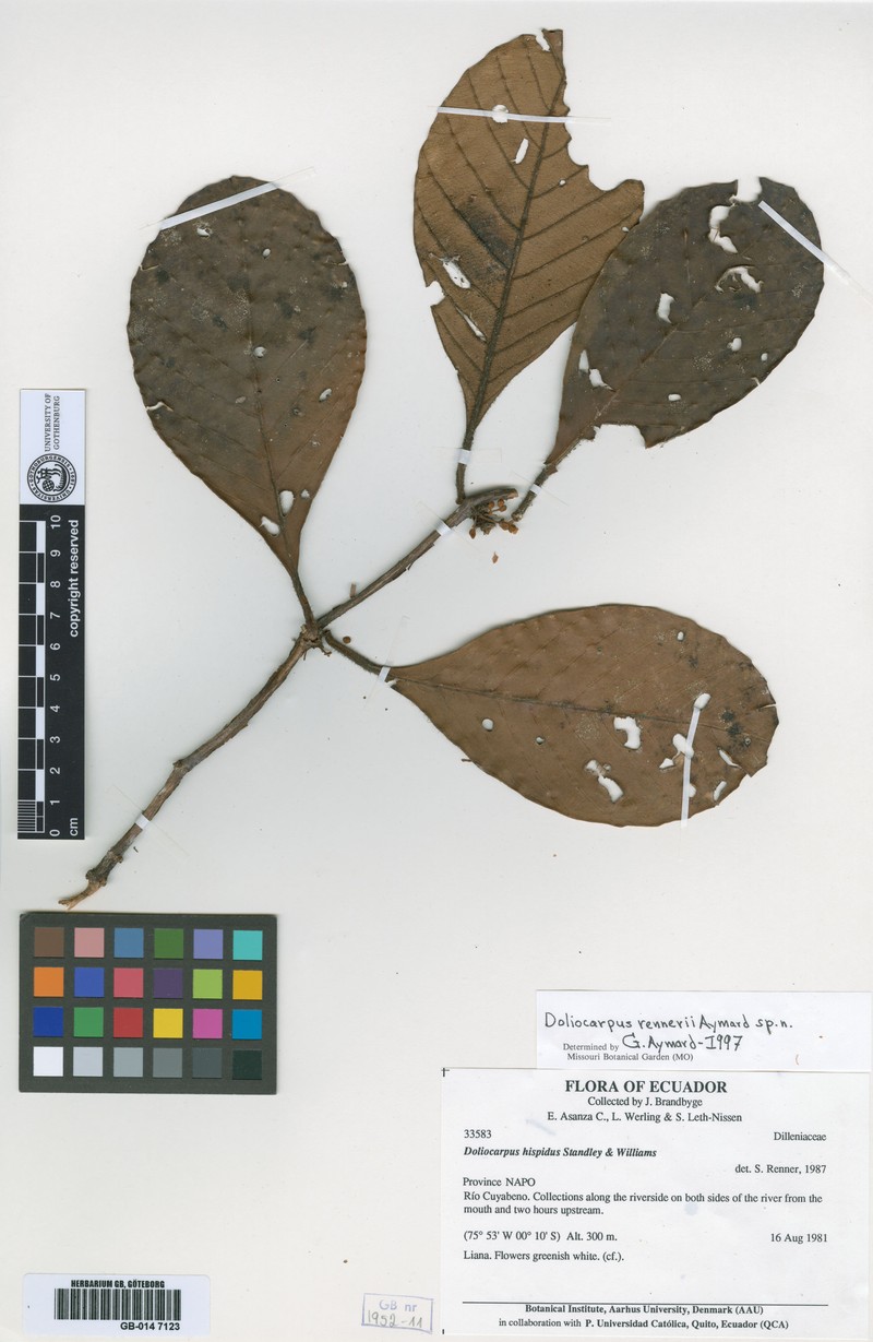 Doliocarpus rennerae