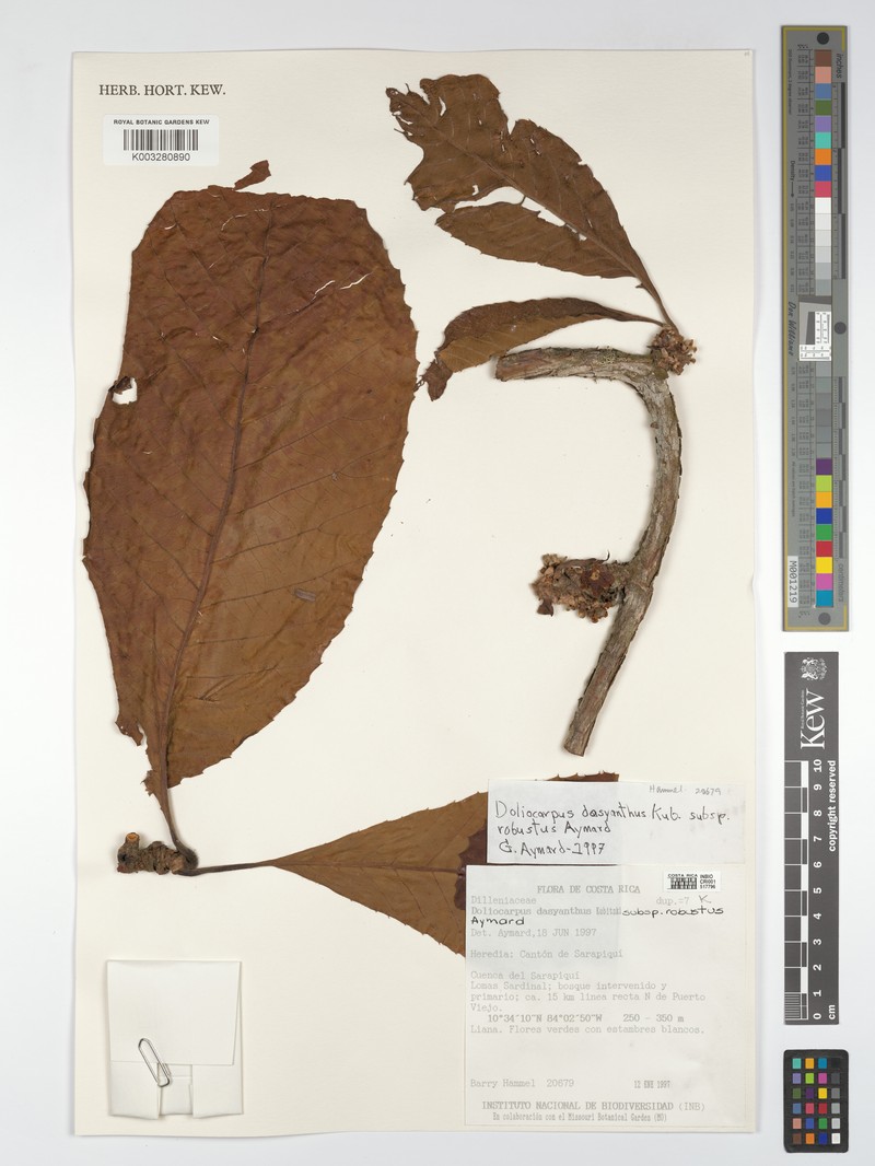 Doliocarpus robustus