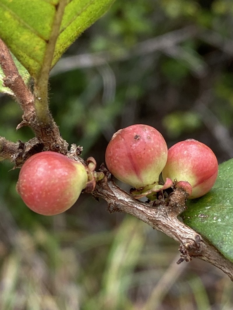Doliocarpus serrulatus