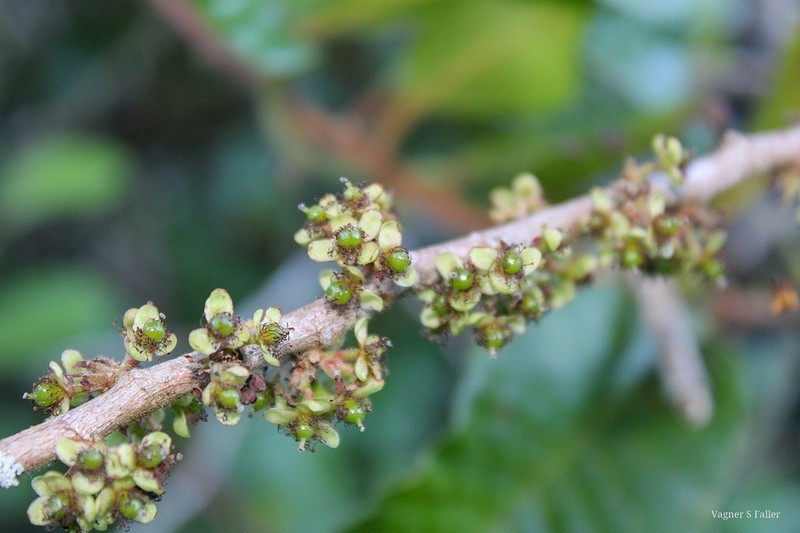 Doliocarpus serrulatus photo 2