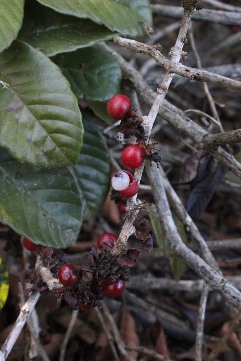 Doliocarpus serrulatus photo 3