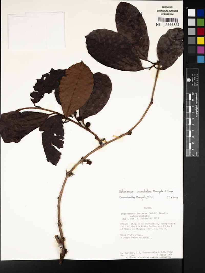 Doliocarpus serrulatus photo 5