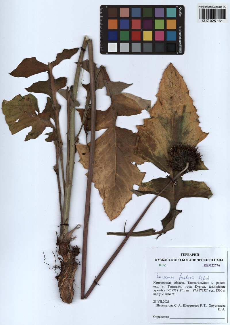 Dolomiaea asbukinii