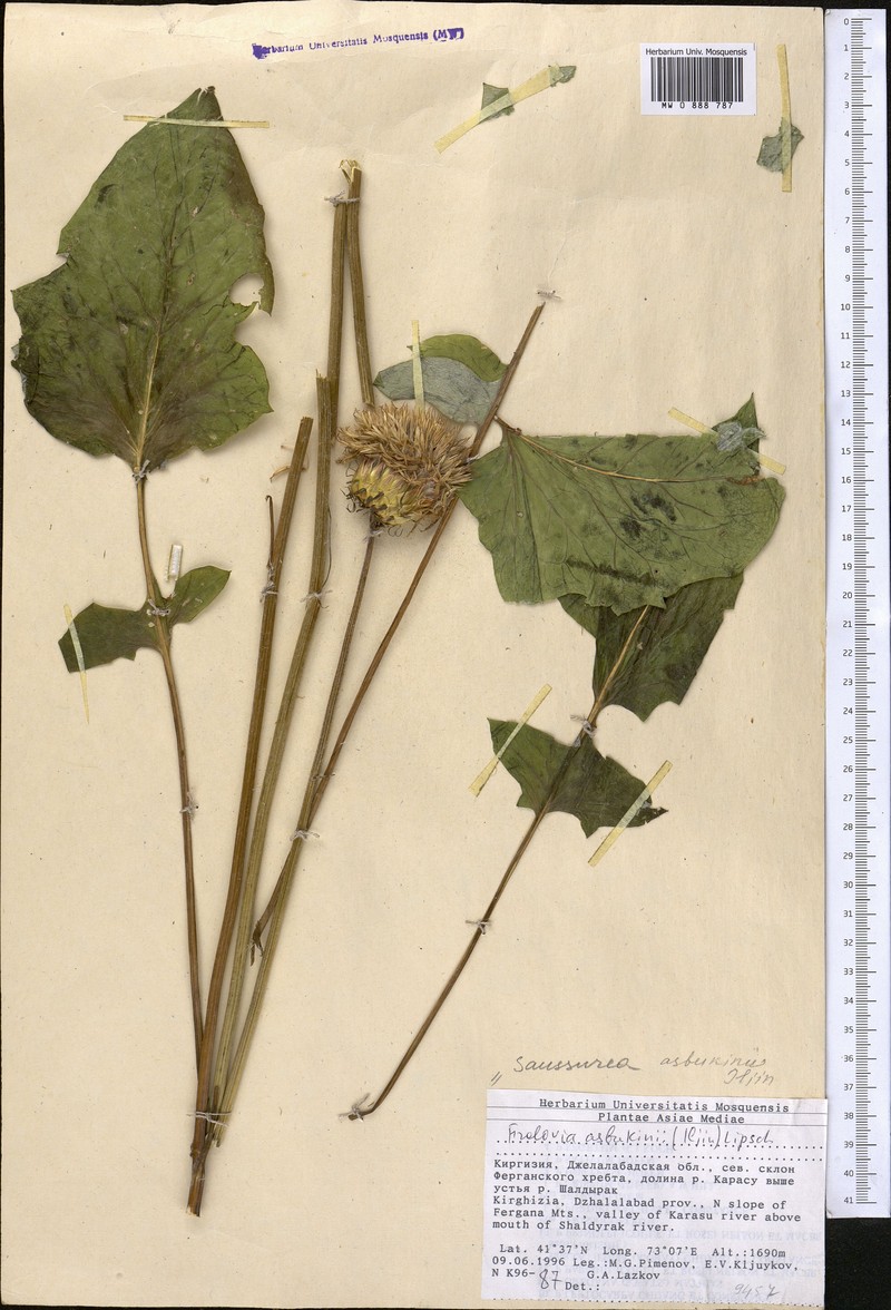 Dolomiaea asbukinii photo 2