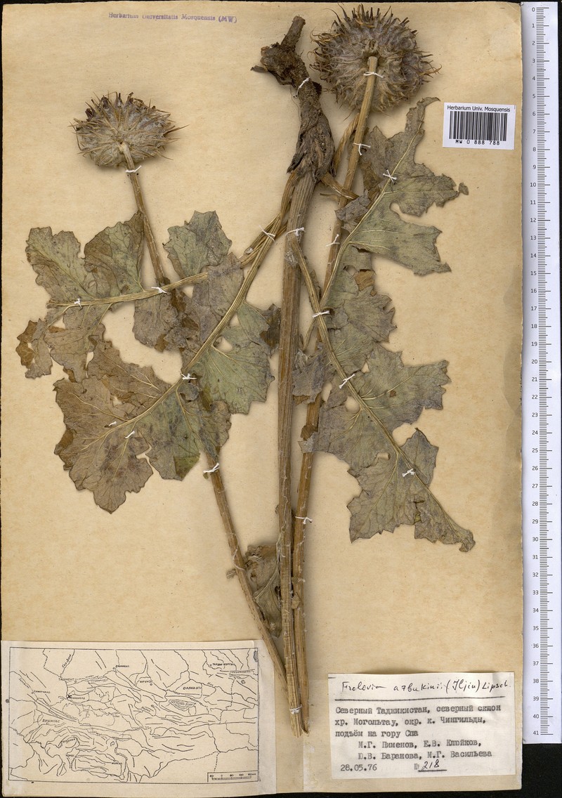 Dolomiaea asbukinii photo 3
