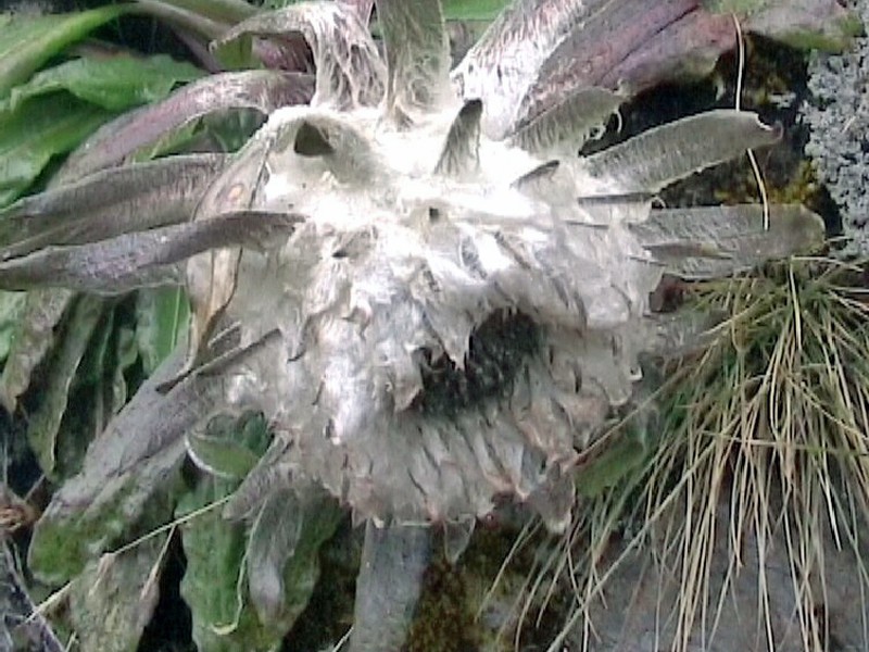 Dolomiaea costus photo 7