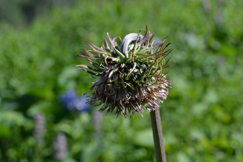Dolomiaea frolowii