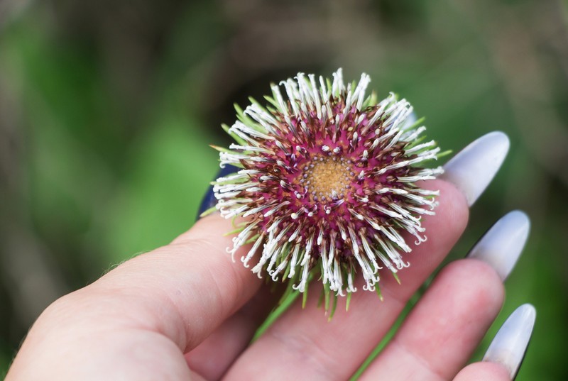 Dolomiaea frolowii photo 2