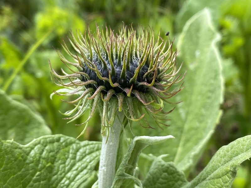 Dolomiaea frolowii photo 4