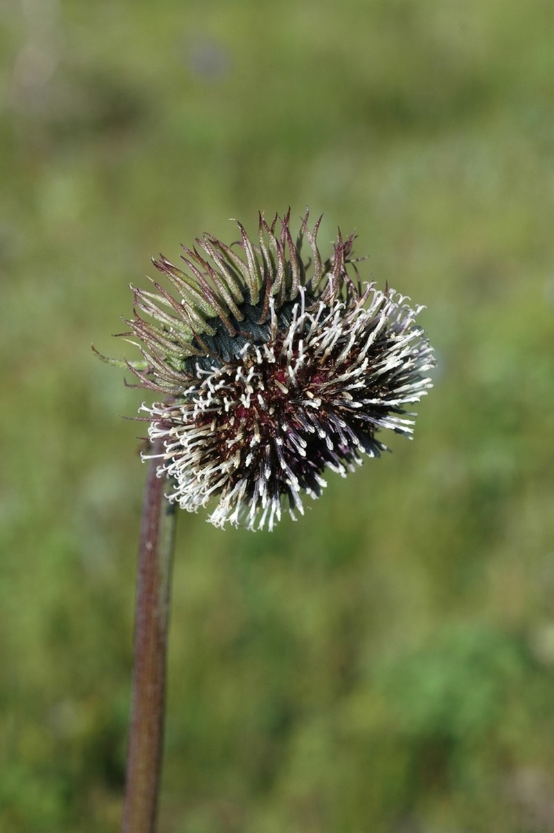 Dolomiaea frolowii photo 7
