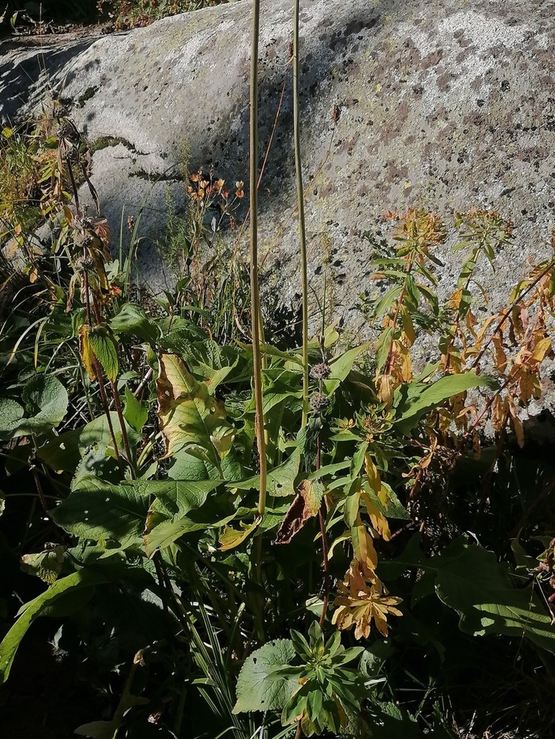 Dolomiaea frolowii photo 8