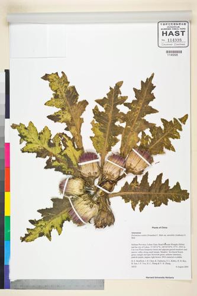 Dolomiaea souliei var. cinerea