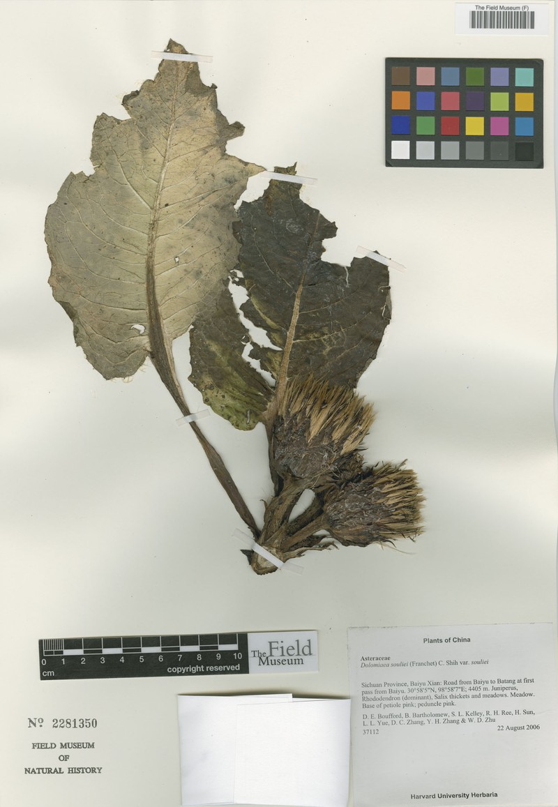 Dolomiaea souliei var. souliei