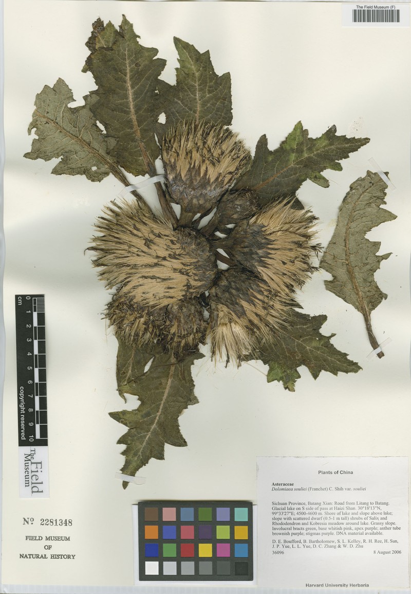 Dolomiaea souliei var. souliei photo 2