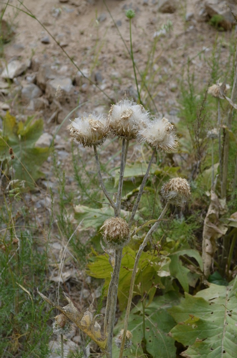 Dolomiaea sulcata photo 2