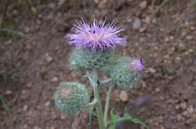 Dolomiaea sulcata photo 3