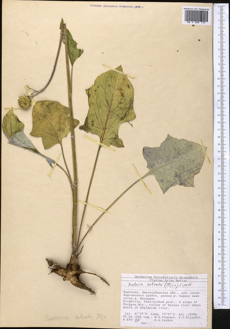 Dolomiaea sulcata photo 5