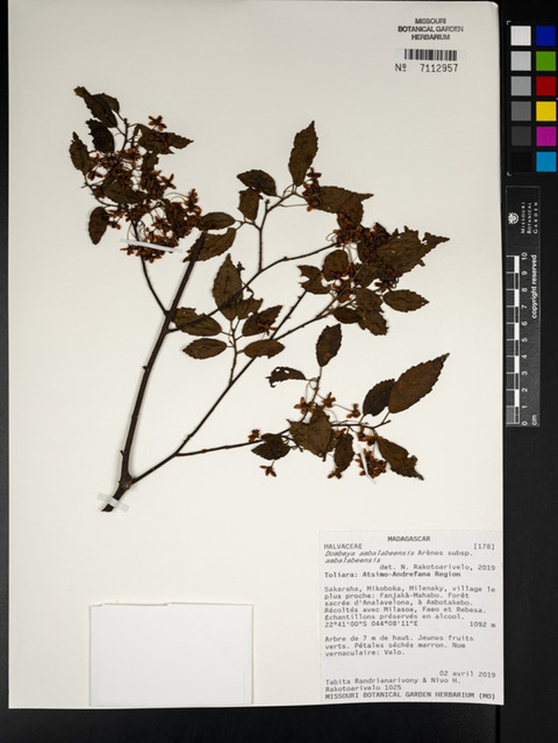 Dombeya ambalabeensis subsp. ambalabeensis