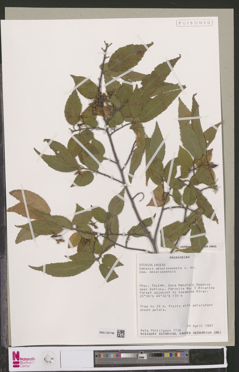 Dombeya ambalabeensis subsp. ambalabeensis photo 2