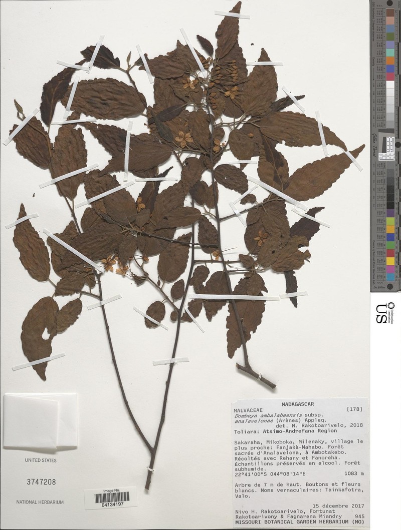 Dombeya ambalabeensis subsp. analavelonae