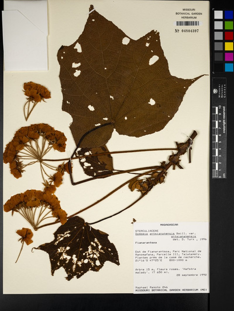 Dombeya antsianakensis var. antsianakensis