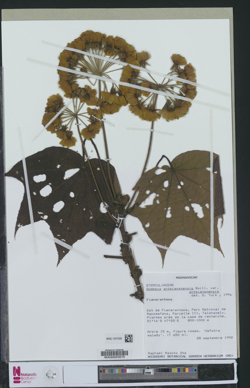 Dombeya antsianakensis var. antsianakensis photo 2