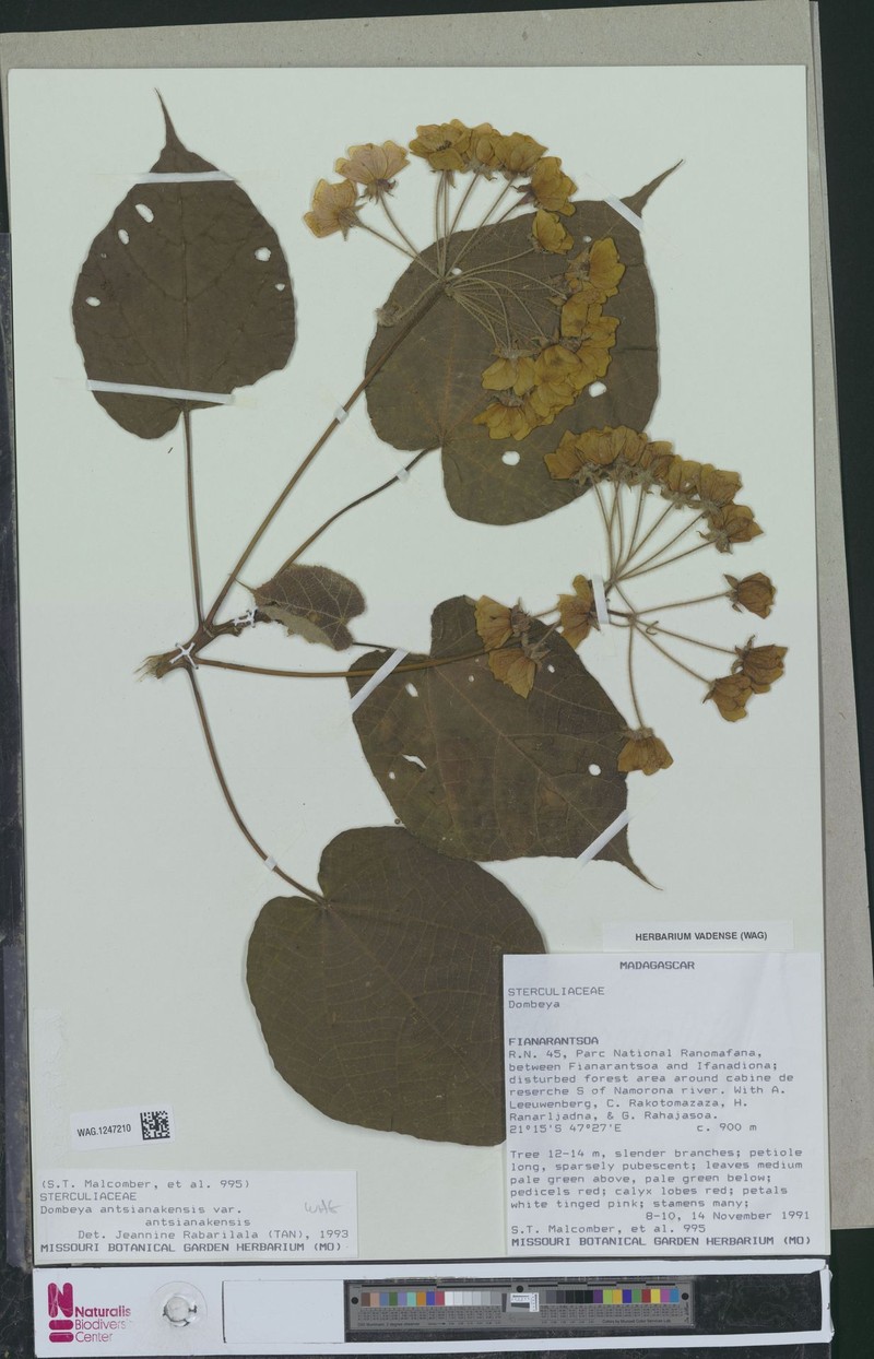 Dombeya antsianakensis var. antsianakensis photo 3