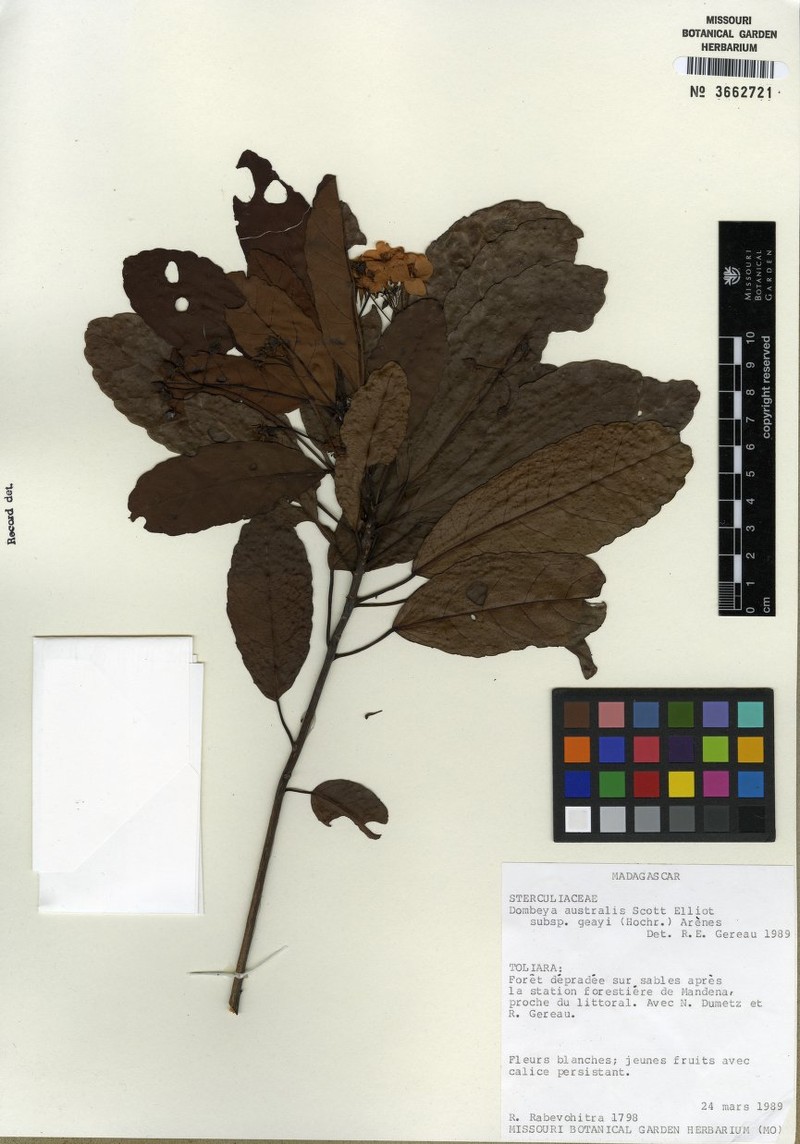 Dombeya australis subsp. australis