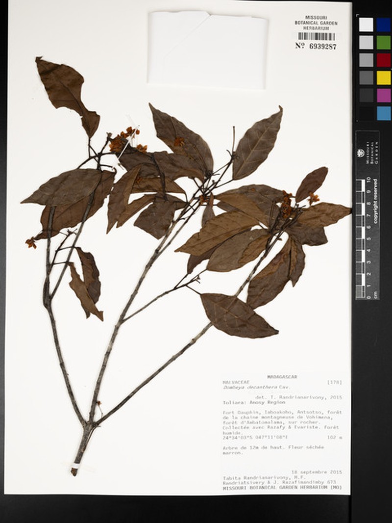 Dombeya decanthera subsp. decanthera