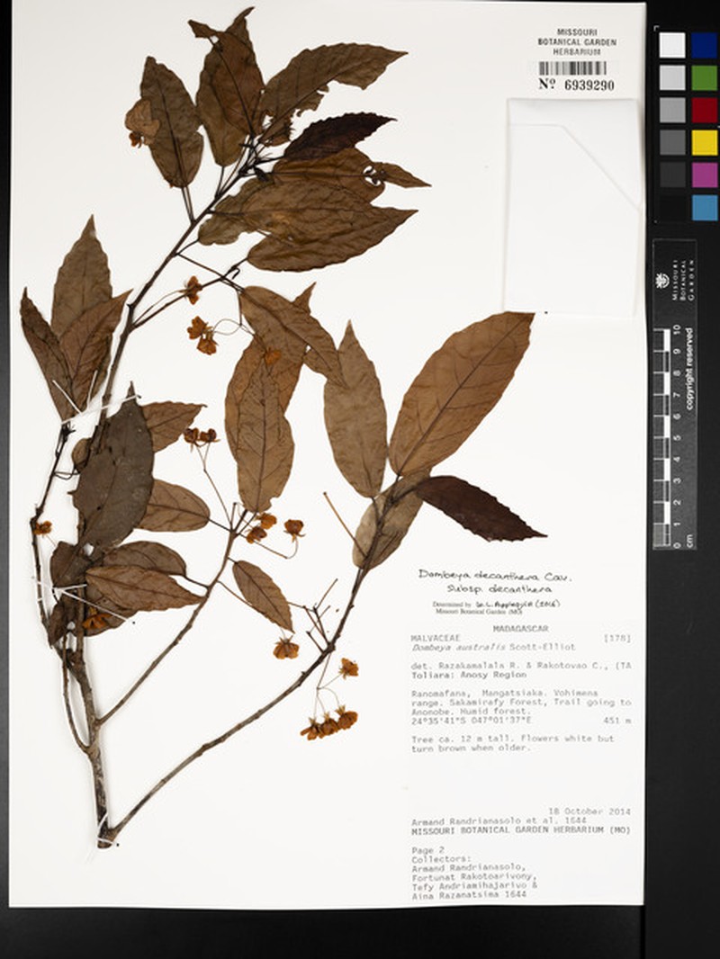 Dombeya decanthera subsp. decanthera photo 2