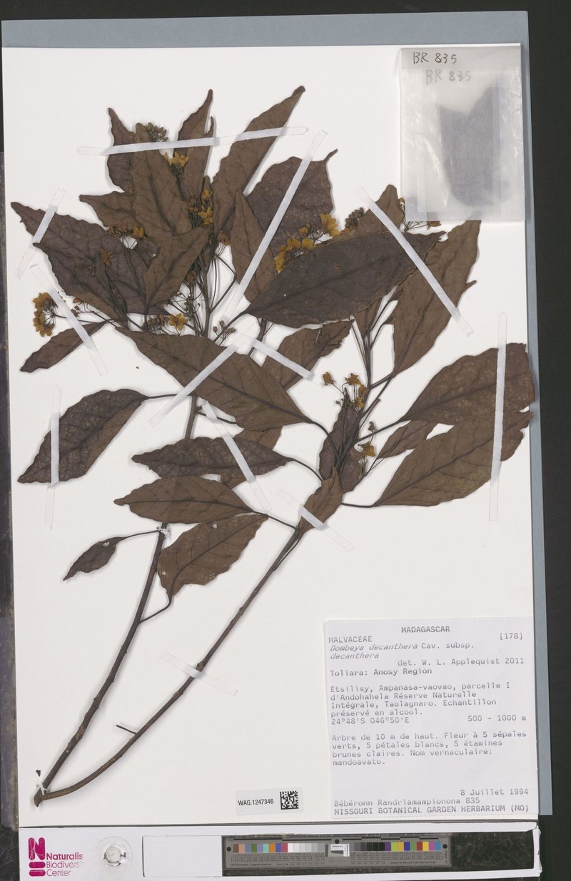 Dombeya decanthera subsp. decanthera photo 3