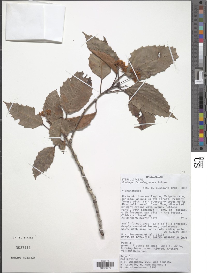 Dombeya decanthera subsp. farafanganica