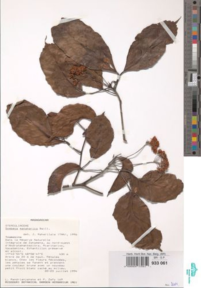Dombeya decanthera subsp. farafanganica photo 2