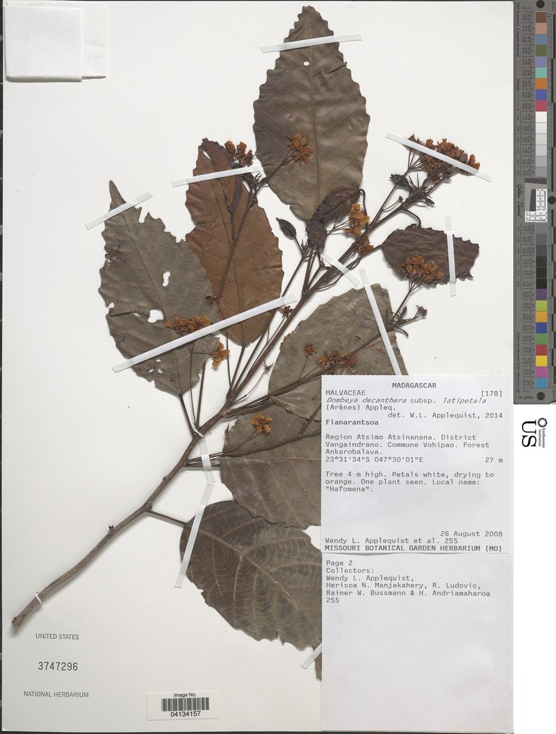Dombeya decanthera subsp. latipetala