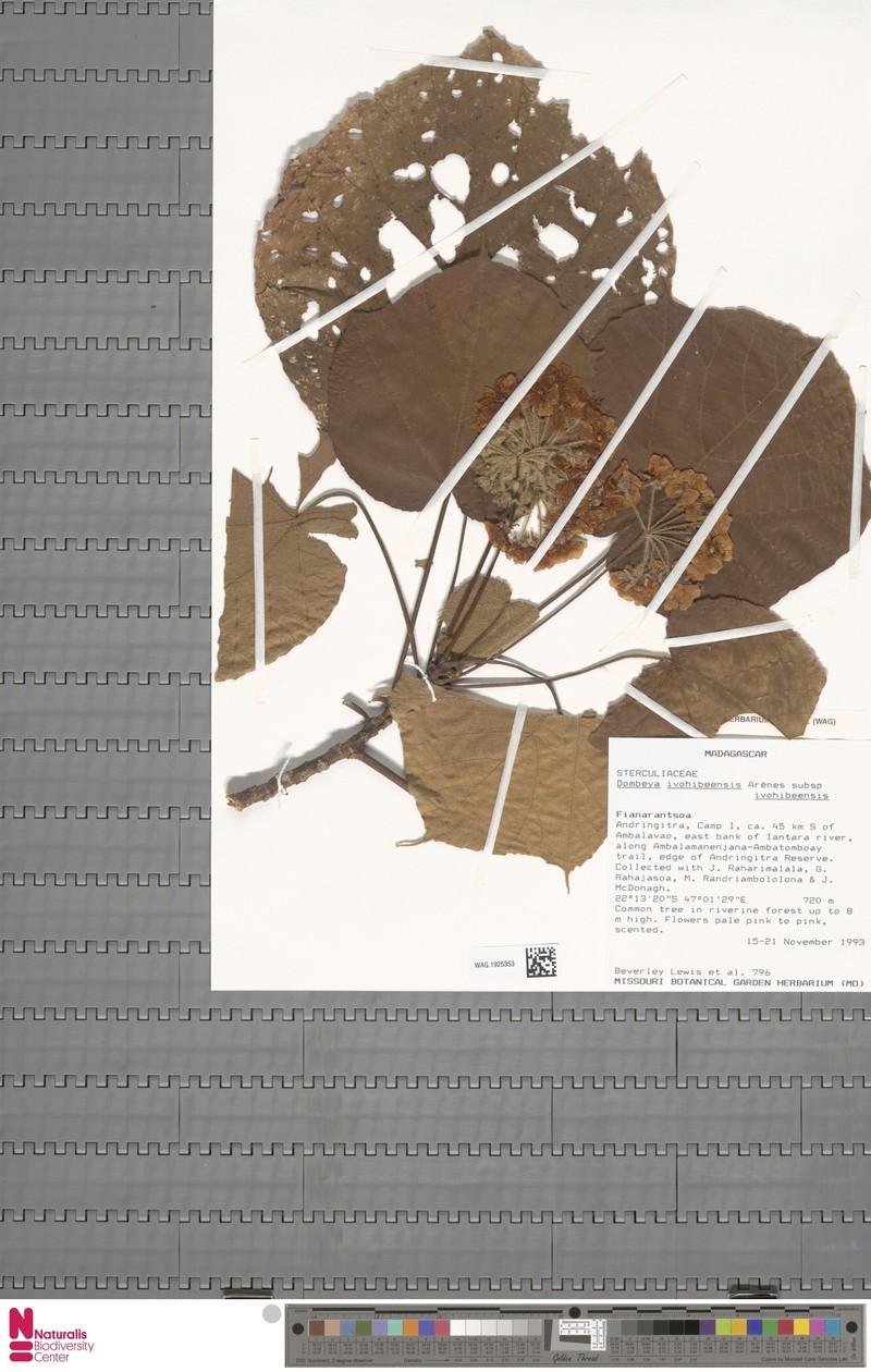Dombeya ivohibeensis subsp. ivohibeensis