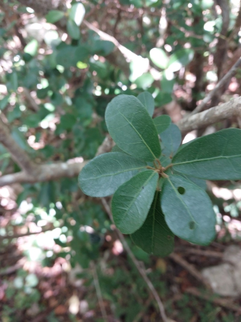 Dombeya milleri