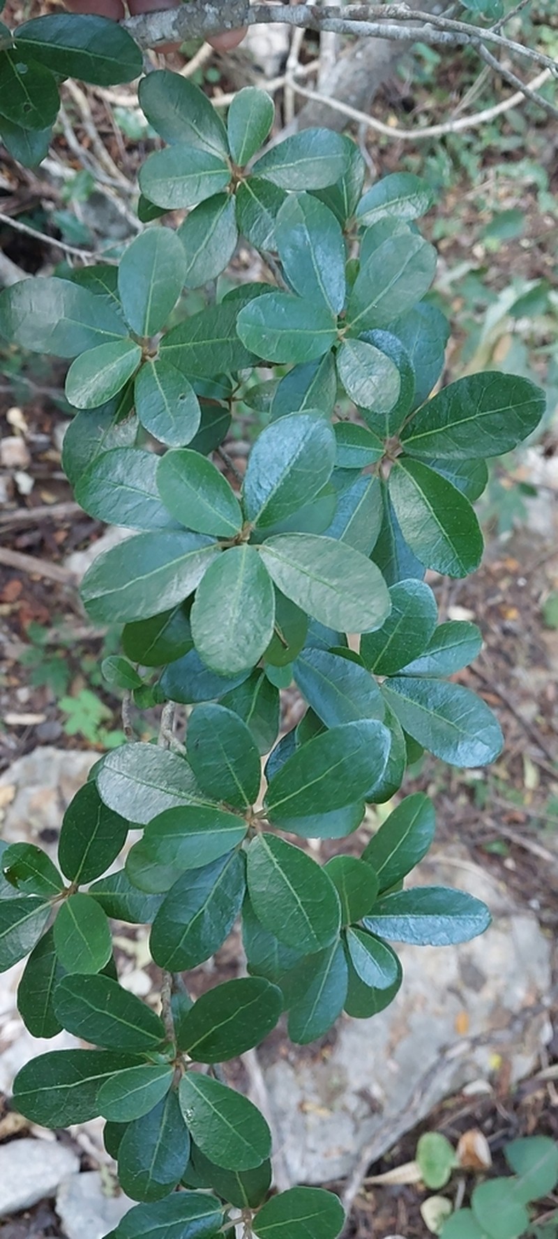 Dombeya milleri photo 2
